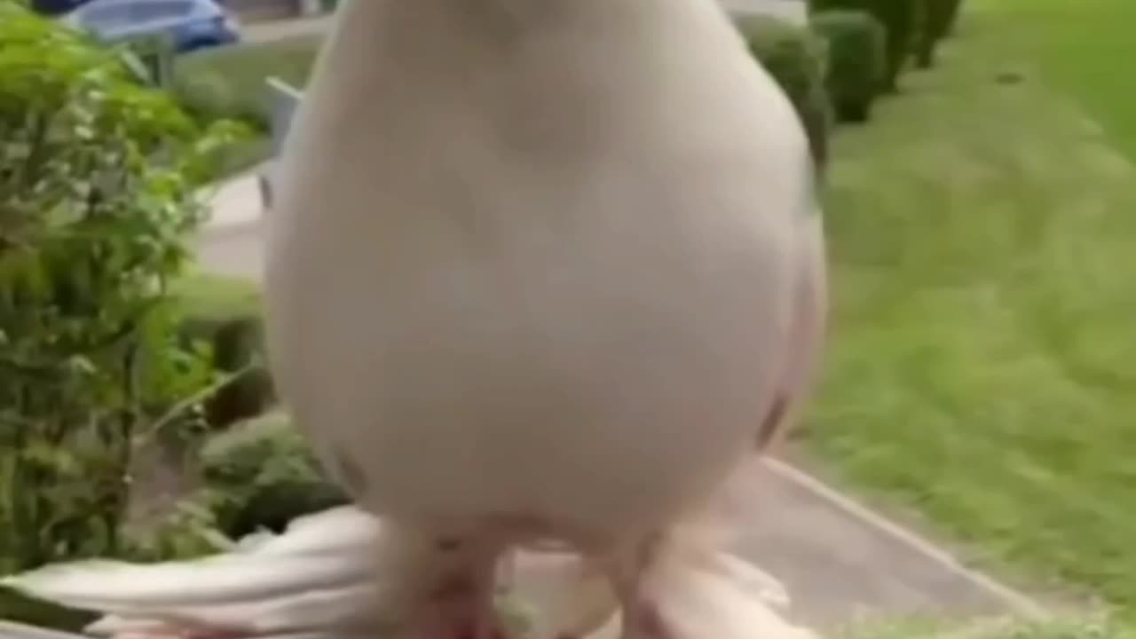 Relaxation video
