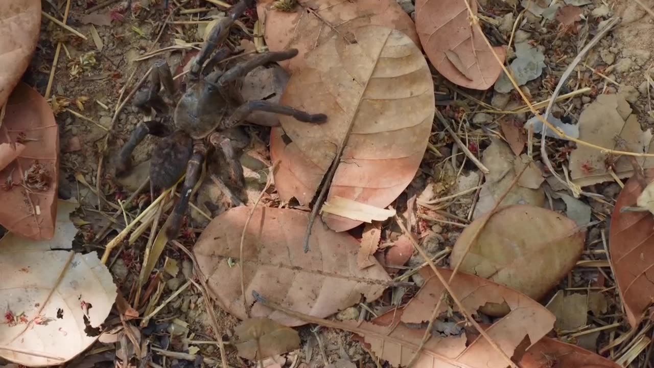 The Thrill of Tarantula Hunting: Unraveling Cambodia's Fascination with Insects