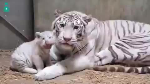 Patience is not Passive... It’s other name of motherhood. From vida animal