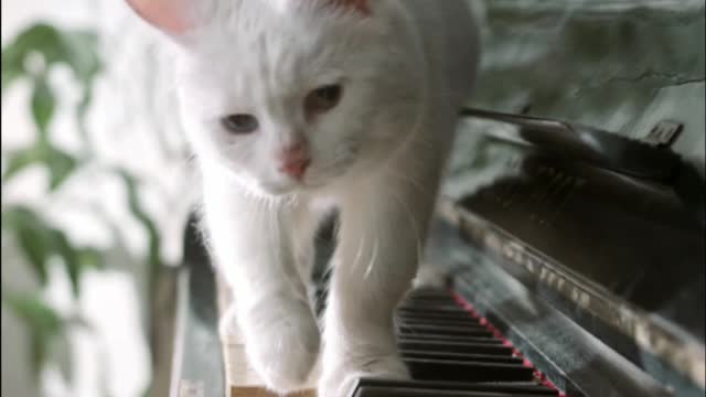 How is this cat playing the piano