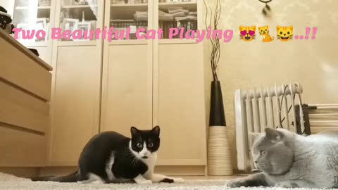 Two Super Cute Cat's Playing 🐱😻🐈..!!