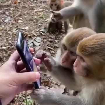 Monkeys Scroll Through Social Media Like Us! 😂 | #Trending #MonkeyFails
