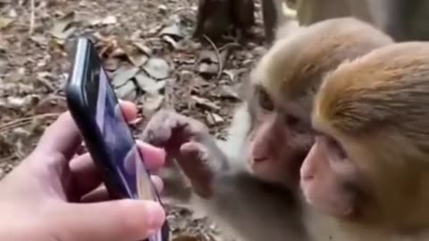 Monkeys Scroll Through Social Media Like Us! 😂 | #Trending #MonkeyFails