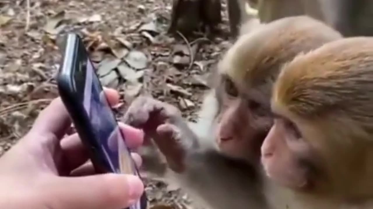Monkeys Scroll Through Social Media Like Us! 😂 | #Trending #MonkeyFails