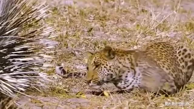 WILD ANIMALS HUNTING PREY COMPILATION RELAX FOR LIFE ​​ #47