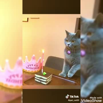 عيد ميلاد قطة