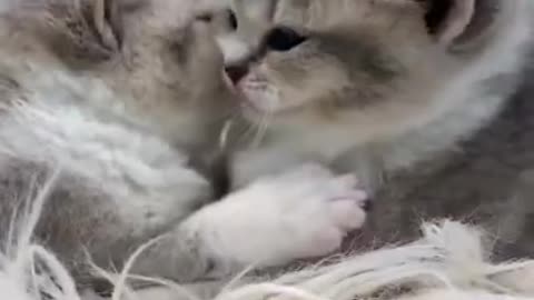 cute cats kissing