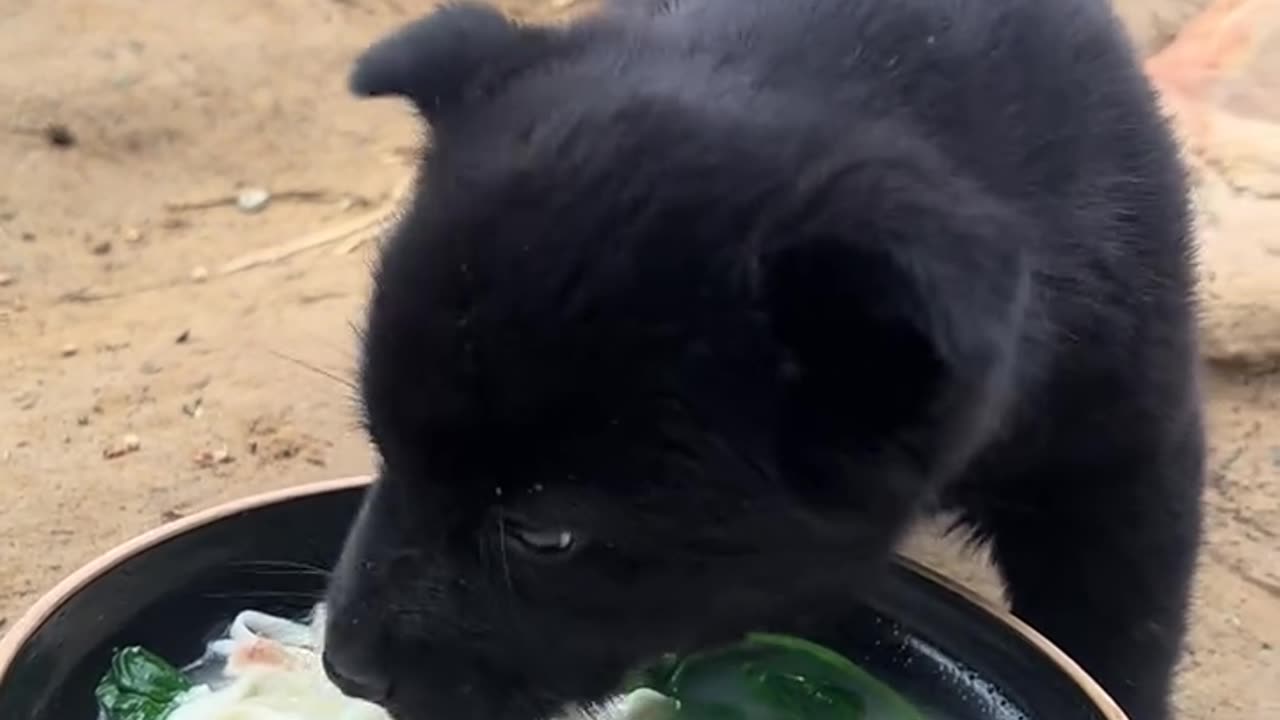 Today I had chicken and vegetable noodles. #countryside dog #daily feeding