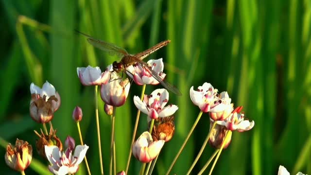 #DRAGON FLY ENJOYING #on a sunny day