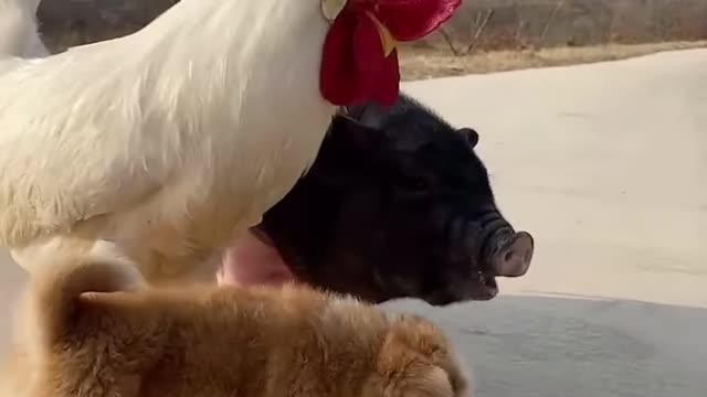 Animals Doing Things