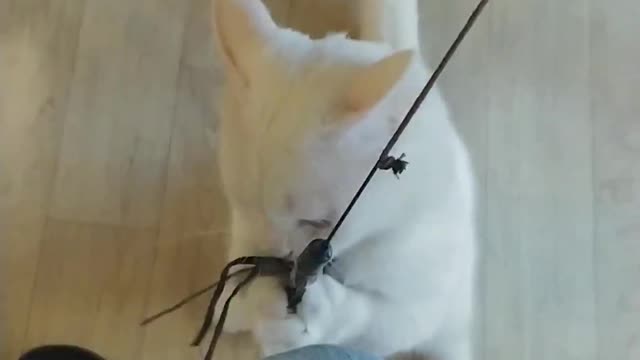 White cat playing with toys