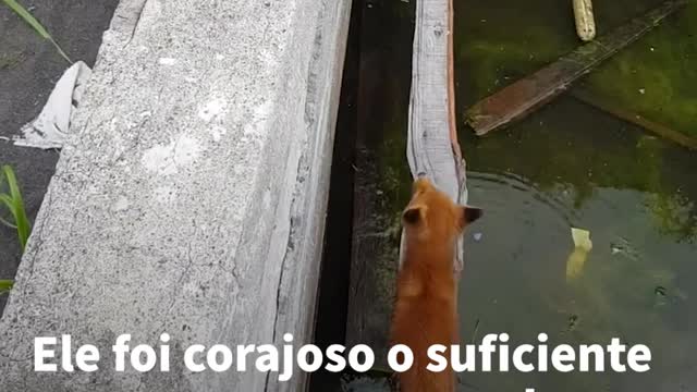 Fox cub gets lost from its mother and asks for help!!!