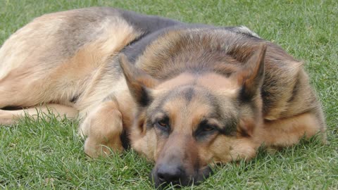 German shepherd dog relaxing in the late afternoon.