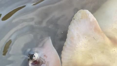 Stingray Gives Birth To Live Pups