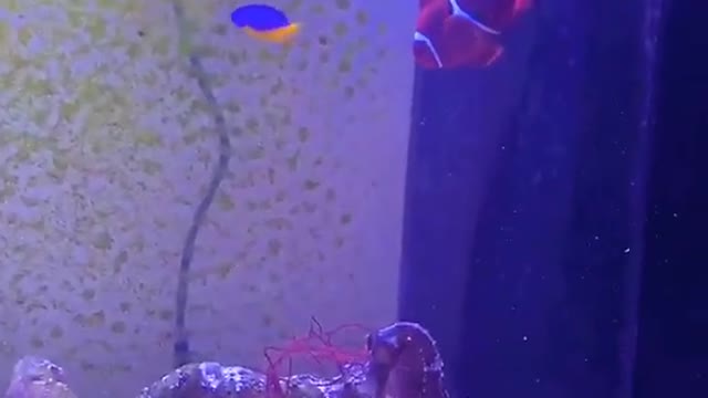 Standing in the midst of fish