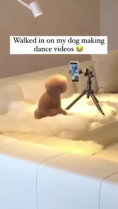 Walked in my Dog doing a TIKTOK