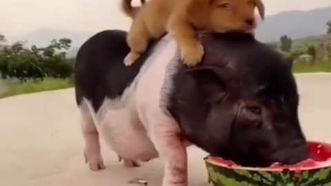 Dog 🐶 enjoyed with pig