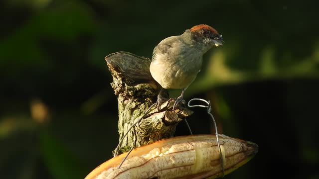 Beautiful bird with banana