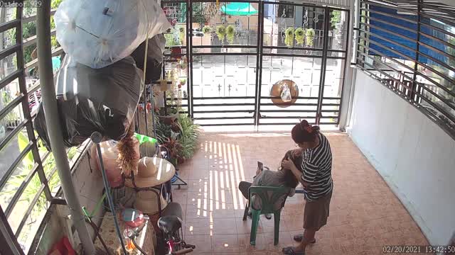 Iguana Pops in to Visit during Hair Appointment