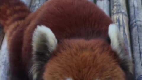 Red Panda