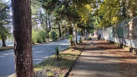 Сухуми 18.08.2020 - Сухуми 18.08.2020