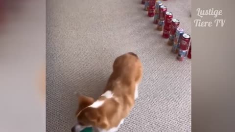 Best funny animal videos #1