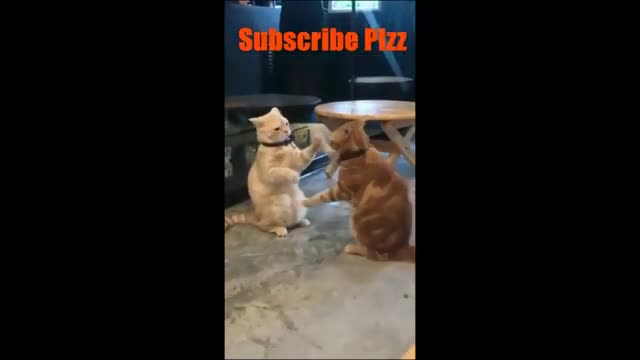 Funniest Cat Videos That Will Make You Laugh - Funny Cats and Dogs Videos