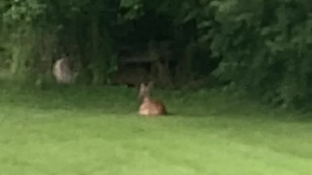 Deer Enjoying A Rainy Afternoon In The Back Yard 7.12.2021