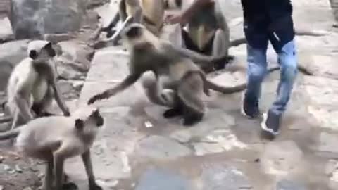 Strong Relationship Kid & Monkey/ Lovely friends Animals with humans Youlike Monkey