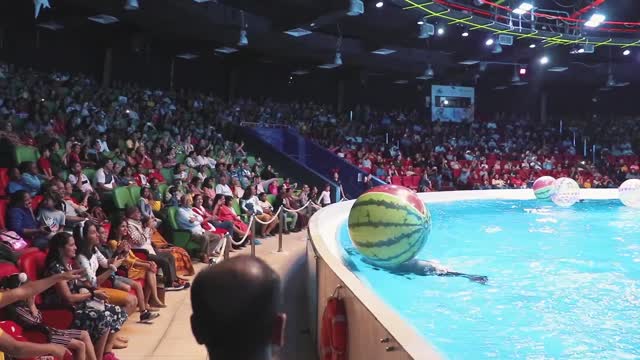 Best of Dubai Dolphin Show at Dubai Dolphinarium 2020