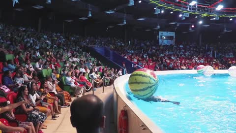 Best of Dubai Dolphin Show at Dubai Dolphinarium 2020