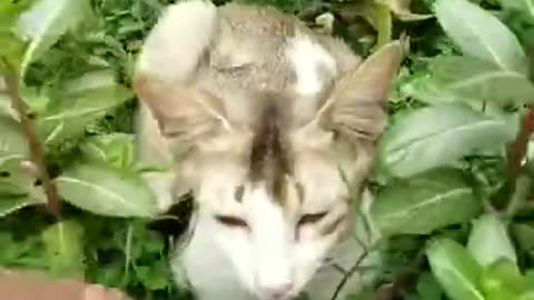 cat enjoy music