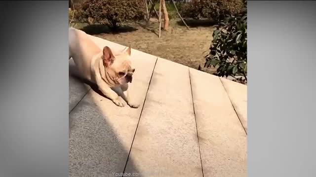 Funny Dog Videos | It's time to LAUGH