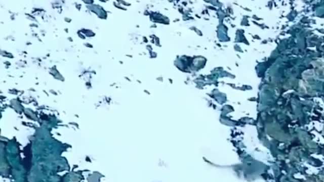 Incredible Hunting by a Snow Leopard | Deadly Hunting |