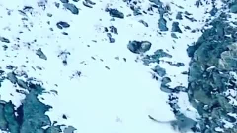 Incredible Hunting by a Snow Leopard | Deadly Hunting |