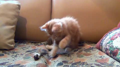 Cat-astrophe: When Fluffy Meets a Banana Peel