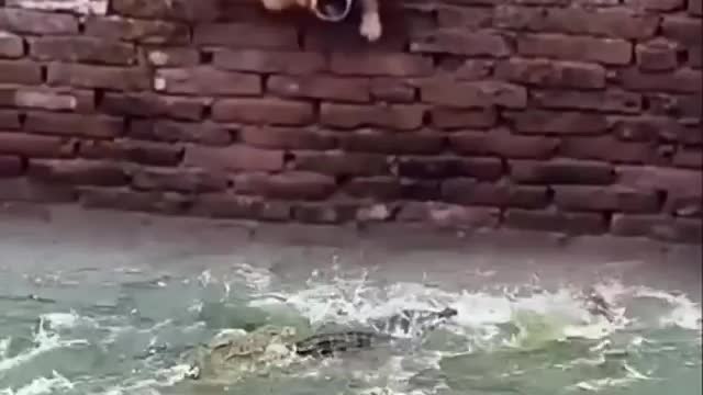 Oh God the dog survived the crocodile (144 million views YouTube)