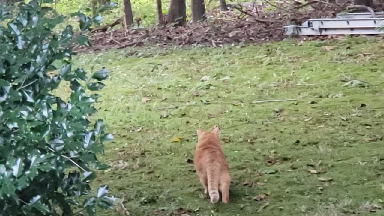 When Your House Cat Thinks He's a Fierce Lion