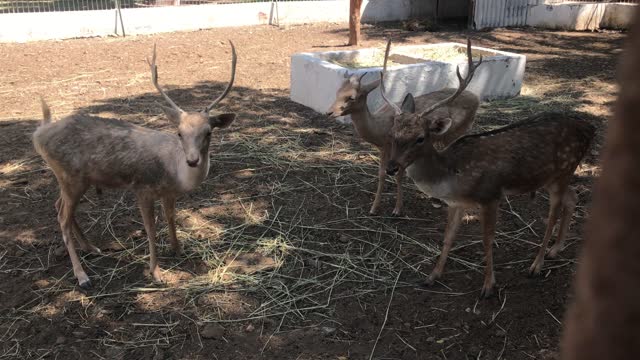 kid watching fighting Fallow Deers