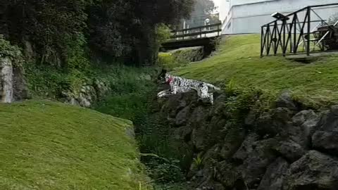 Dalmatian parkour