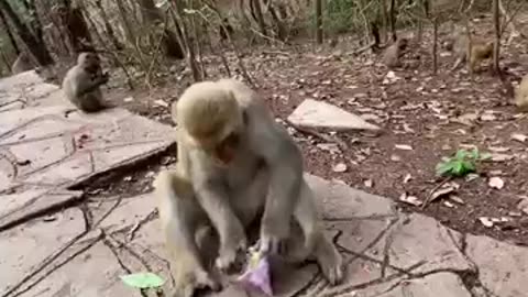 Animals funny video 😂