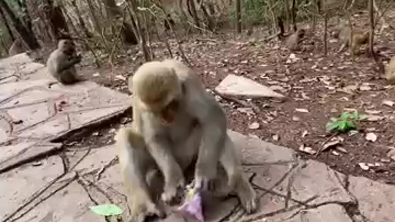 Animals funny video 😂