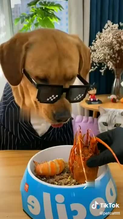 Lovely Cat and Dog- Funny Cat, Dog videos 2021