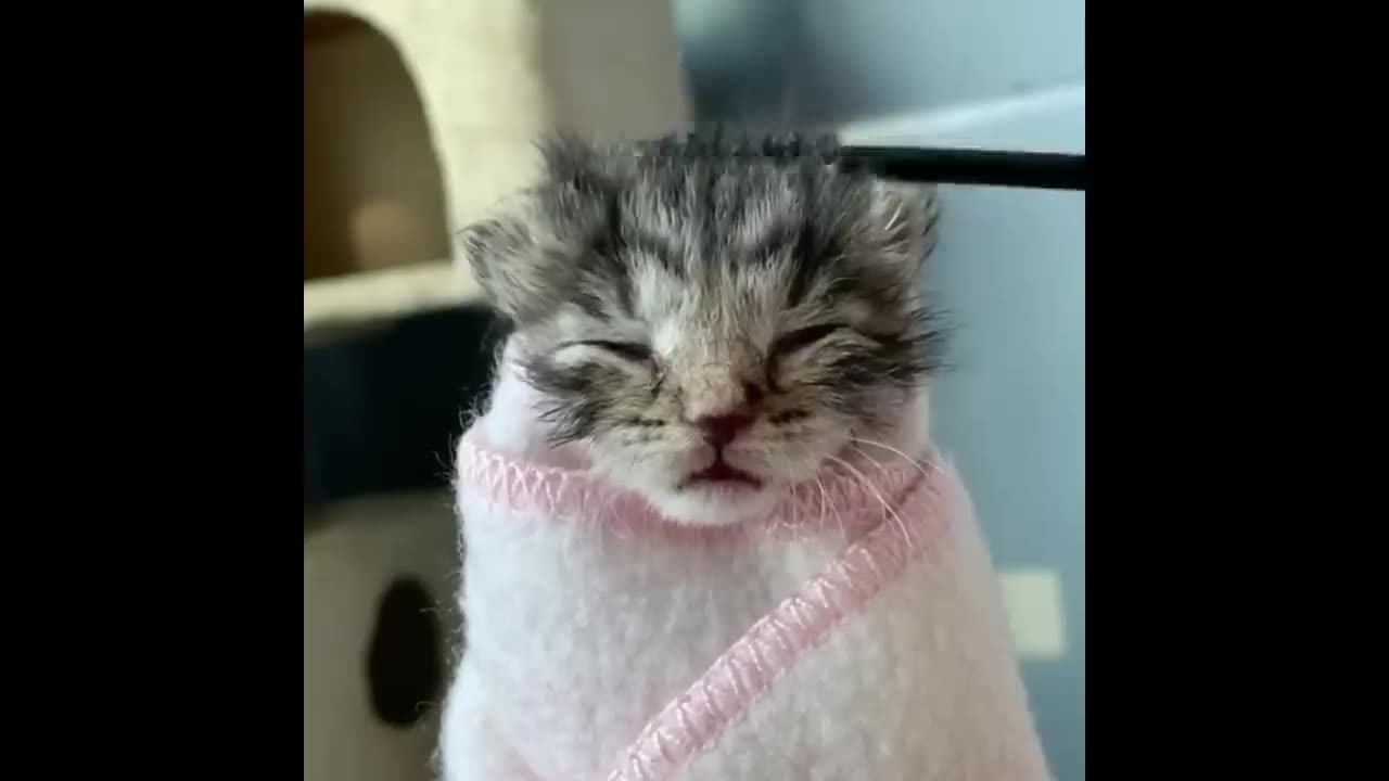 Baby Cats - Cute and Funny Cat Videos Compilation | Cute Kittens In The World