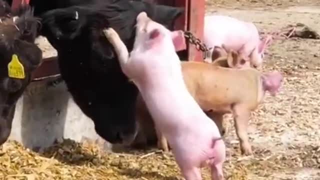 Funny Animals fails