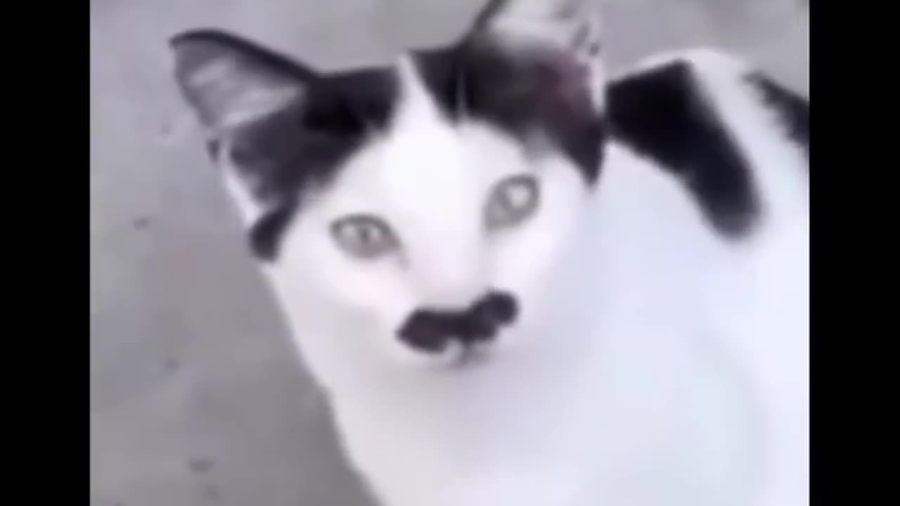 Cat sound funny video😆😂😂😂