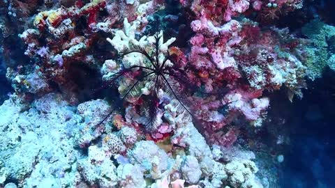 These marine plants are like walking or swimming in the sea