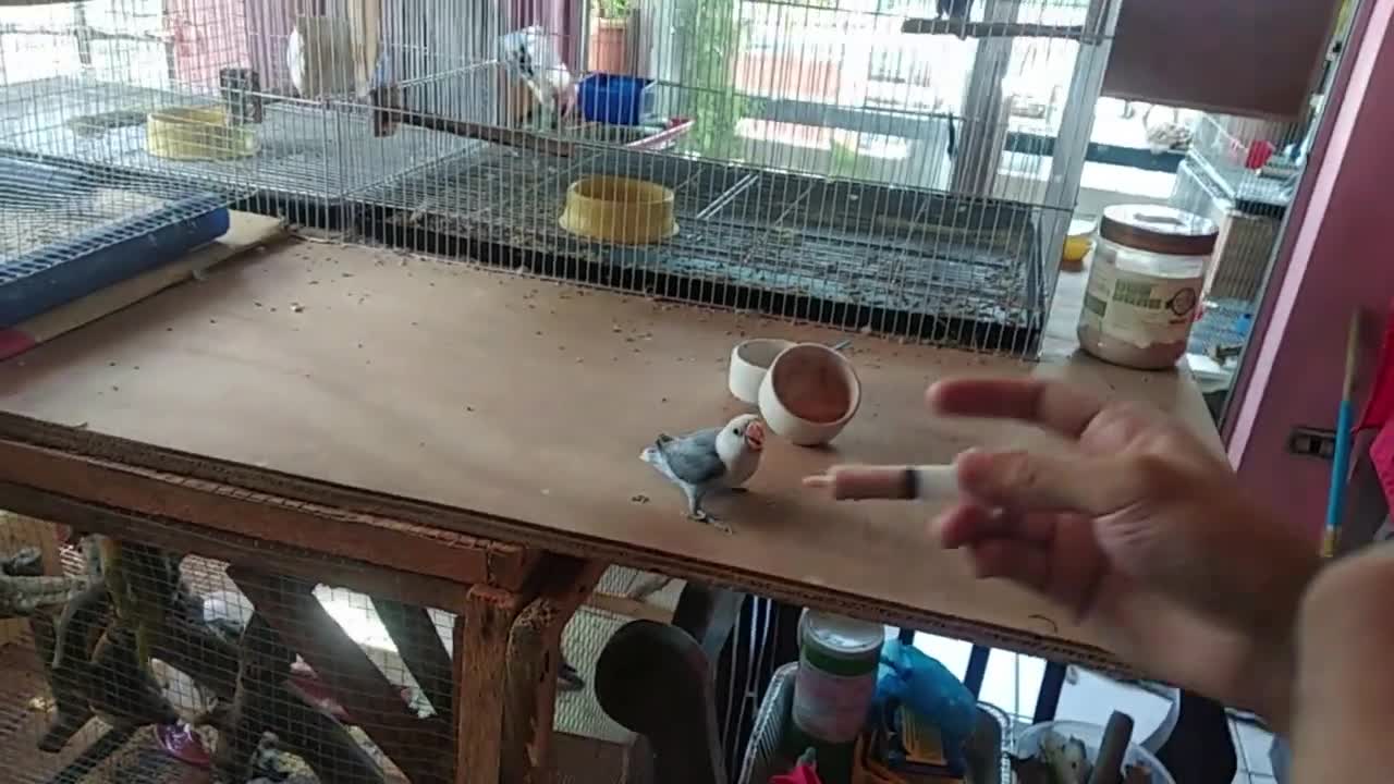 BAGO KAYO MAG HAND FEED DAPAT HANDA