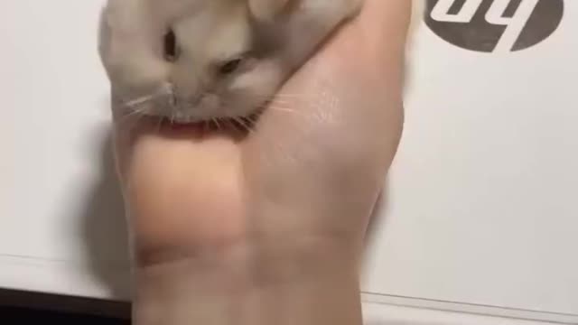 hamster slime