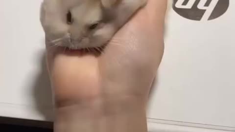 hamster slime